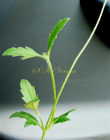  Leaves
